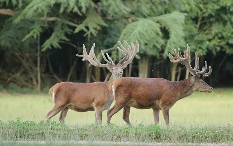 Hunt Trip France