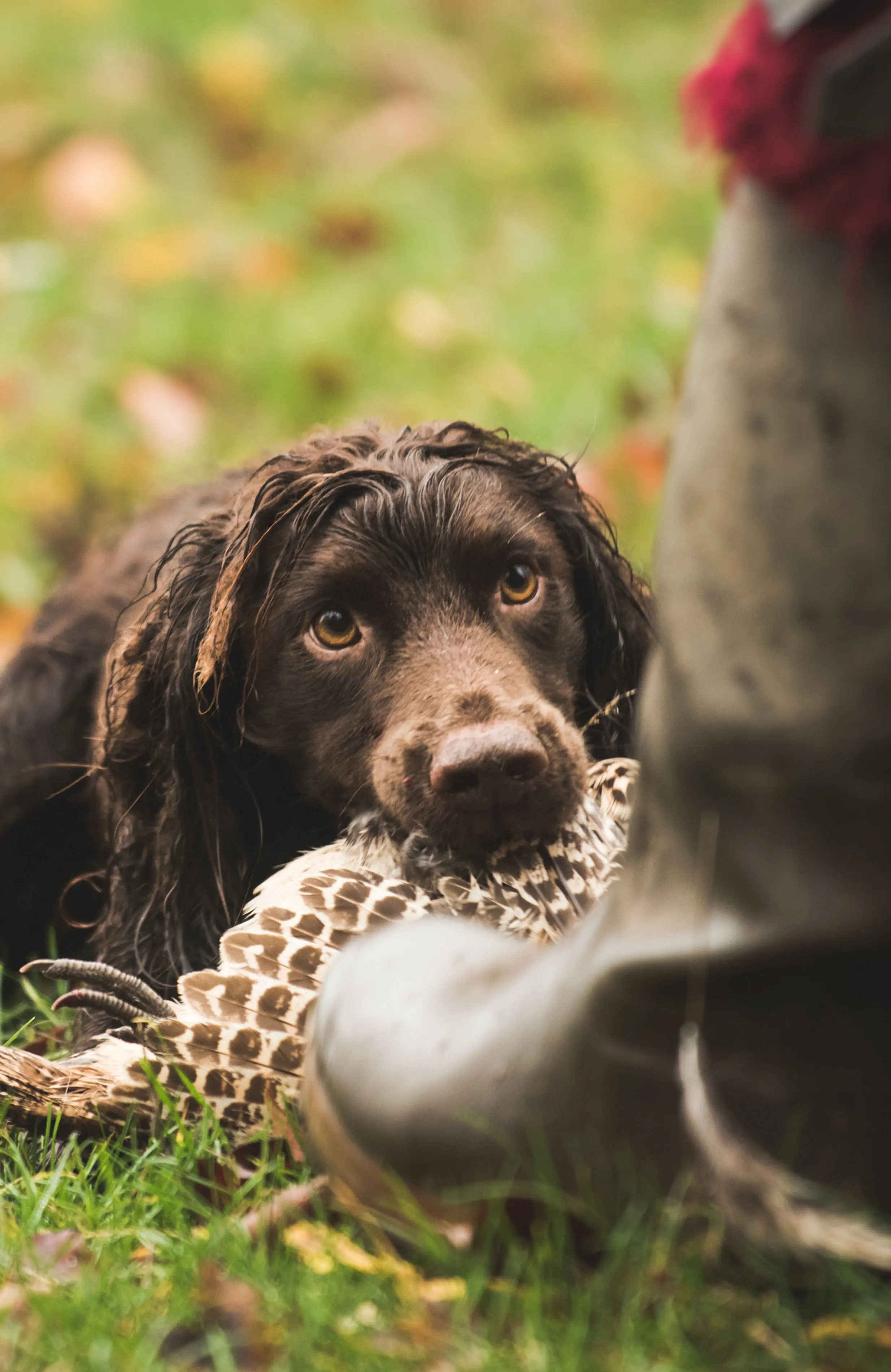 Hunt Trip France