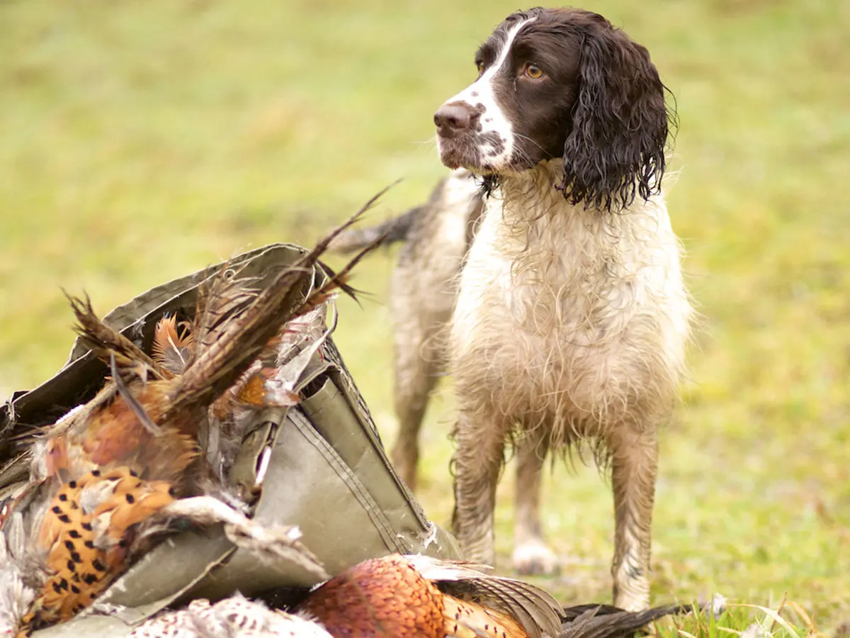 Hunt Trip France