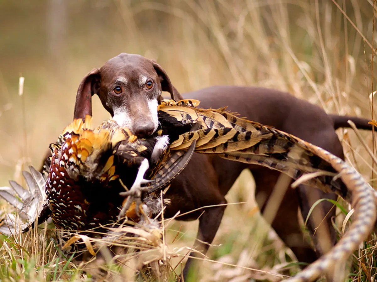 Hunt Trip France