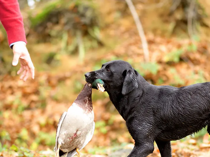 Hunt Trip France