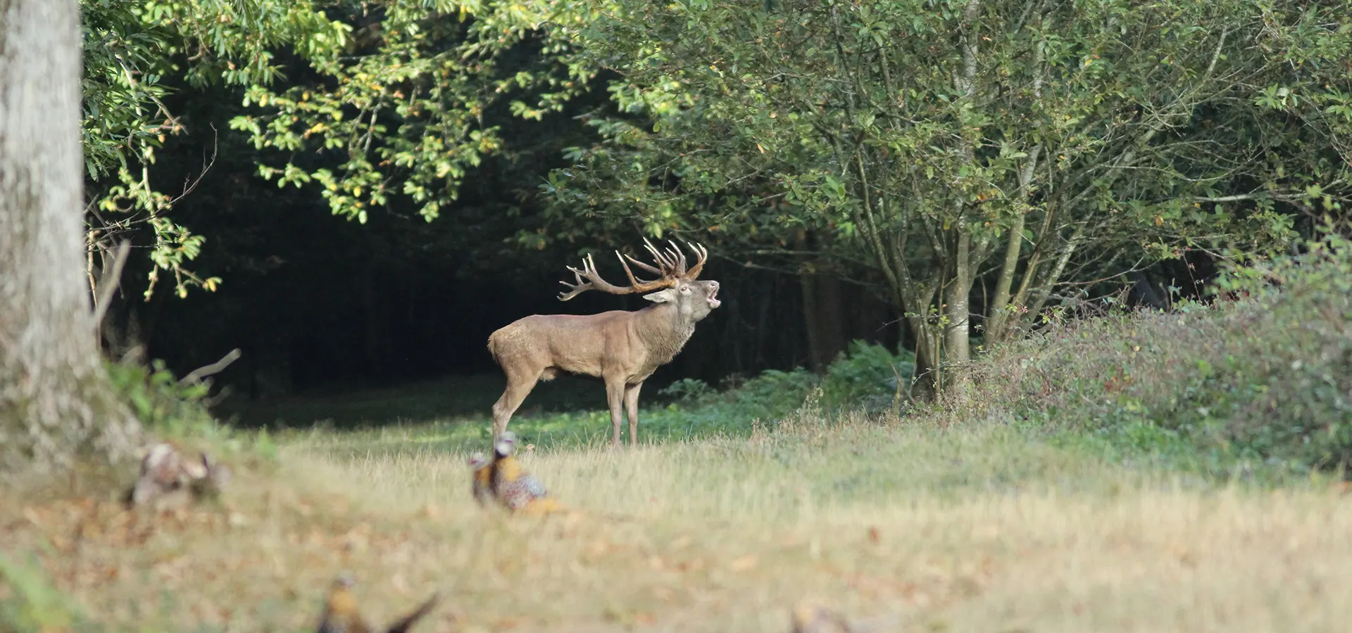 Hunt Trip France