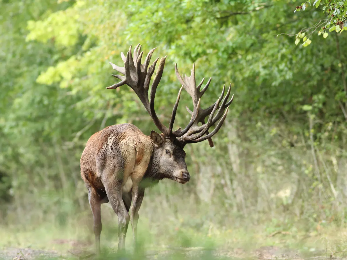 Hunt Trip France