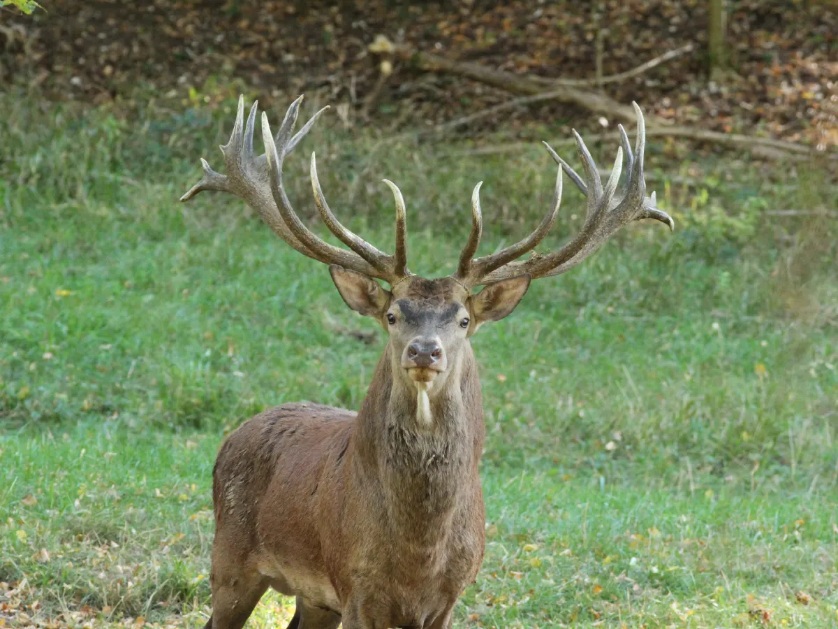 Hunt Trip France