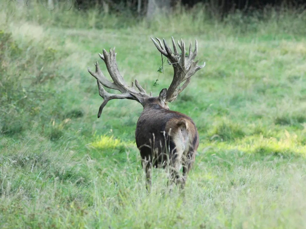 Hunt Trip France