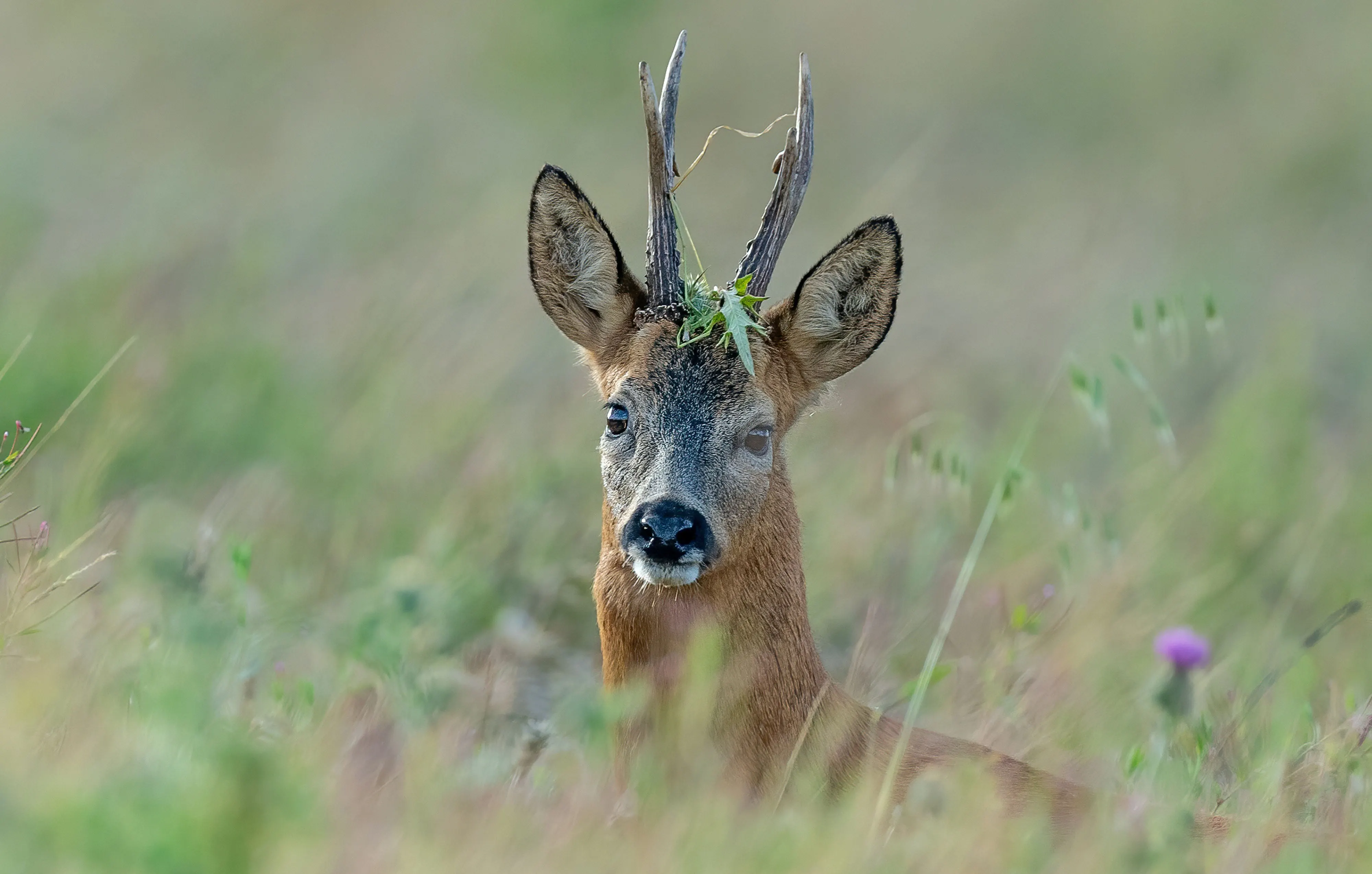 Hunt Trip France