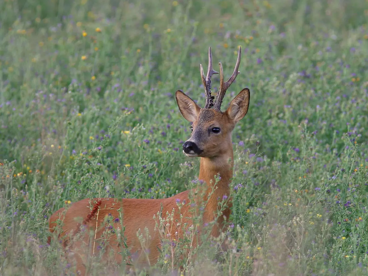 Hunt Trip France