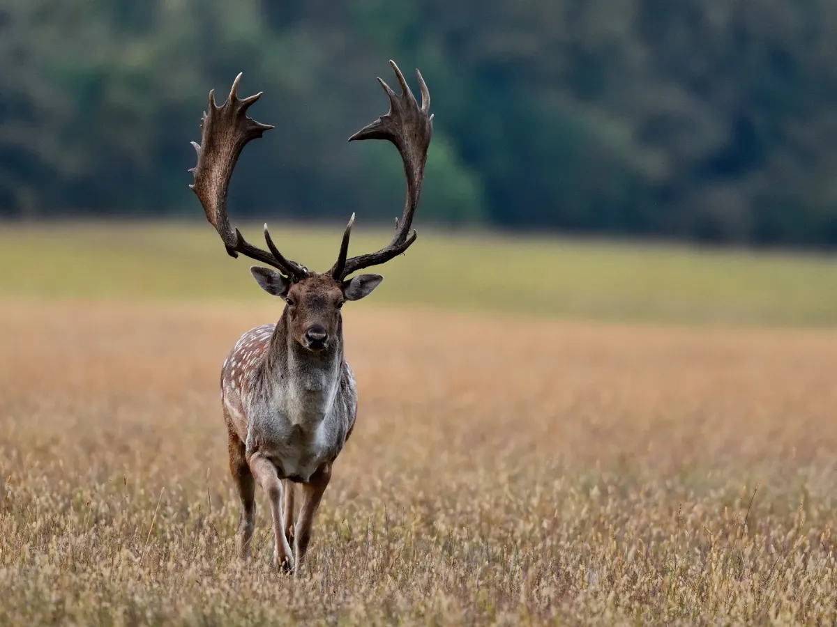 Hunt Trip France