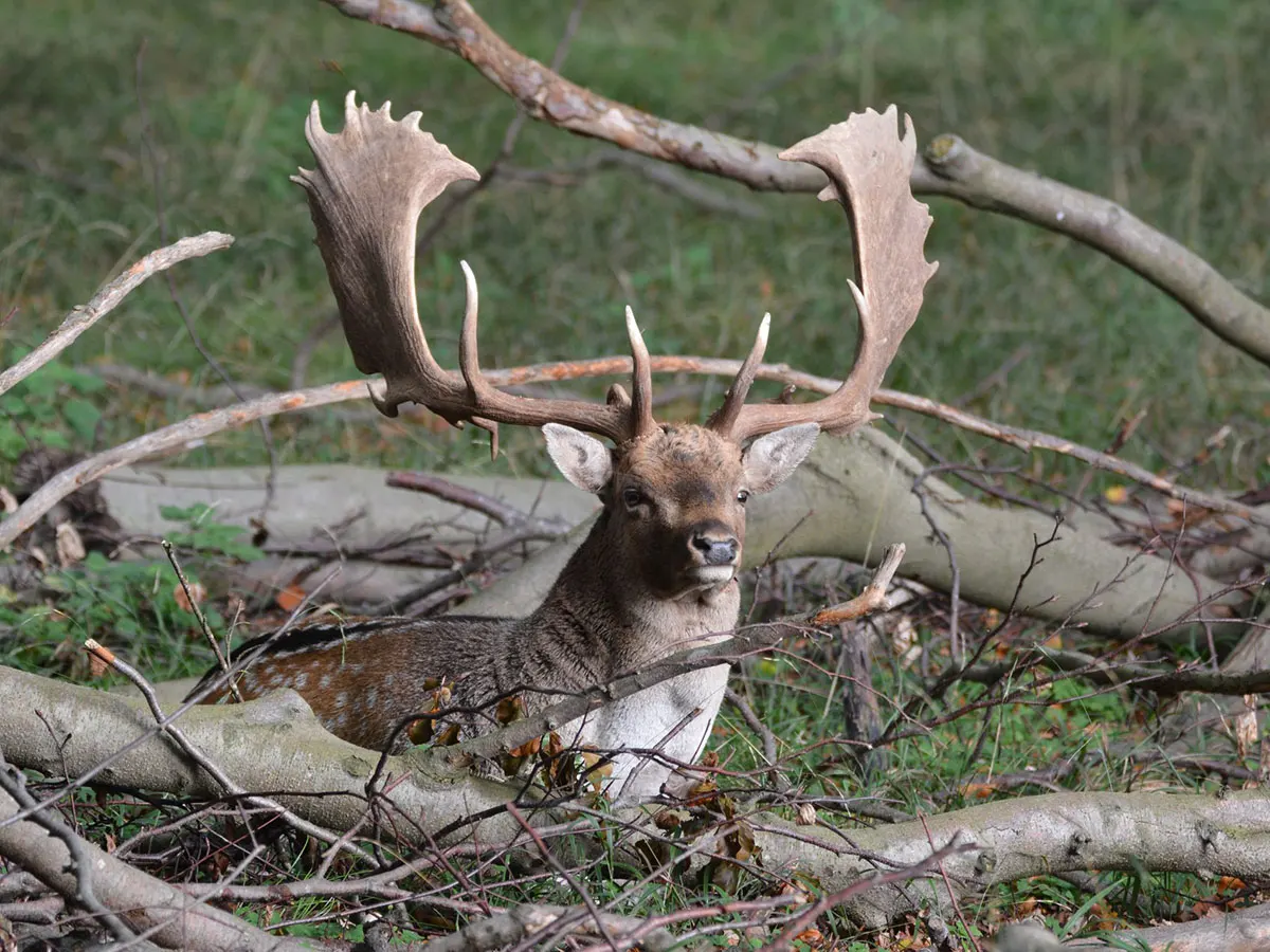 Hunt Trip France