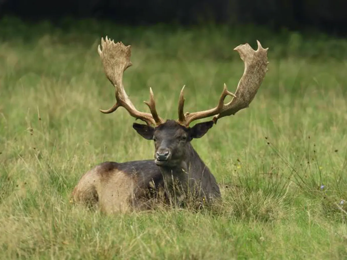 Hunt Trip France