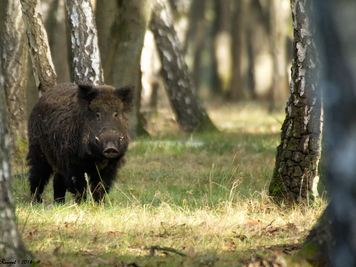 Hunt Trip France